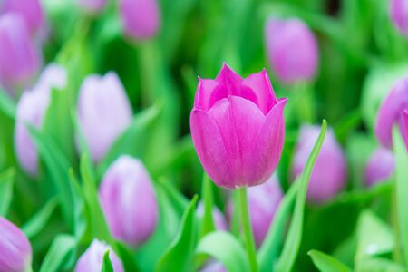 Beautiful colorful Tulip flowers on nature backgroundの写真素材