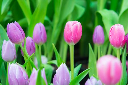 Beautiful colorful Tulip flower on nature backgroundの写真素材