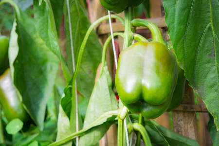 green paprika on a branch in the farmの写真素材