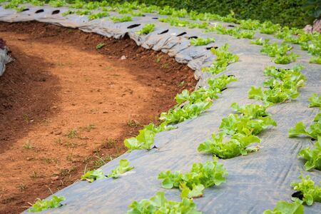 lettuce vegetables in field at Doi Ang Khang, Chiang Mai of Thailandの写真素材