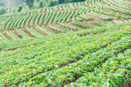 Strawberry garden at Doi Ang Khang, Chiang Mai of Thailandの写真素材