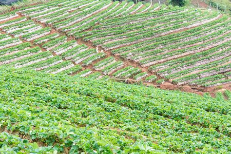 Strawberry garden at Doi Ang Khang, Chiang Mai of Thailandの写真素材