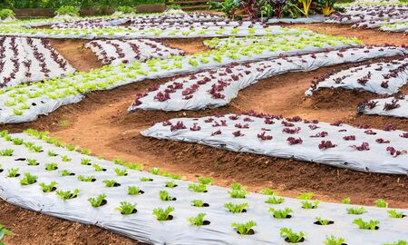 lettuce vegetables in field at Doi Ang Khang, Chiang Mai of Thailandの写真素材
