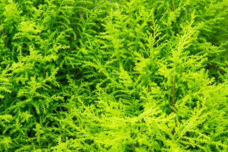 Green fern texture for you a backgroundの写真素材