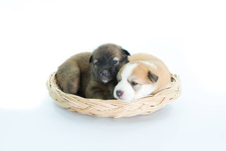 Puppy in a wicker basket isolated on over white backgroundの写真素材