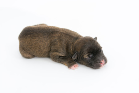 One day for newborn pup isolate on white backgroundの写真素材