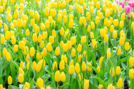 Beautiful colorful Tulip flower on nature backgroundの写真素材