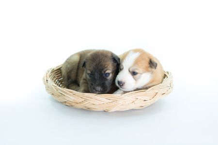 Puppy in a wicker basket isolated on over white backgroundの写真素材