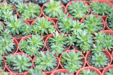 Arrangement miniature green succulent plants top viewの写真素材