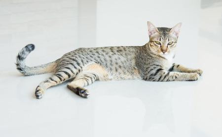 Cute tabby kitten looking Lying on the tilesの写真素材