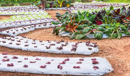 lettuce vegetables in field at Doi Ang Khang, Chiang Mai of Thailandの写真素材