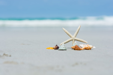Beautiful starfish with sea beach of Thailandの写真素材