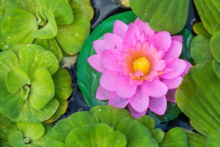 Beautiful waterlily or lotus flower in waterの写真素材