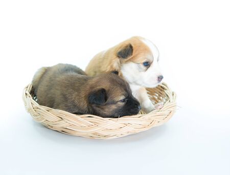Puppy in a wicker basket isolated on over white backgroundの写真素材