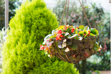 Beautiful flower hanging basket in the gardenの写真素材