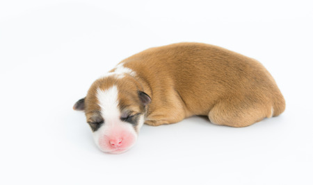 One day for newborn pup isolate on white backgroundの写真素材