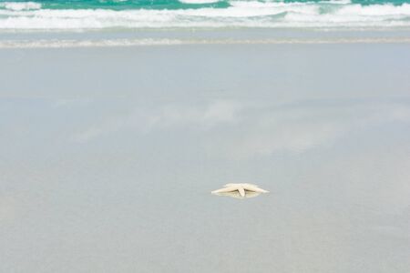 Beautiful starfish with sea beach of Thailandの写真素材