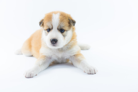 Portrait dog puppy isolate on over white backgroundの写真素材