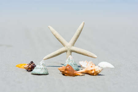 Beautiful starfish with sea beach of Thailandの写真素材