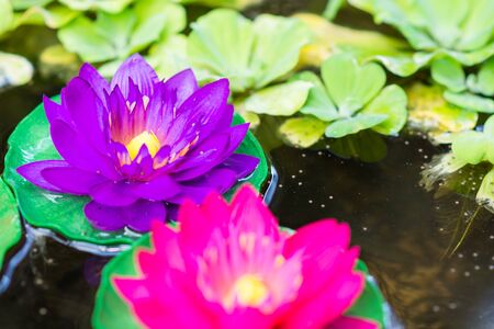 Beautiful waterlily or lotus flower in waterの写真素材