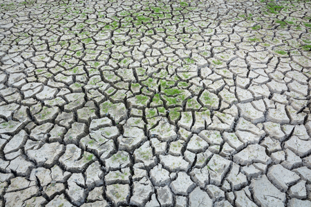 Plant green grass on cracked earth backgroundの写真素材