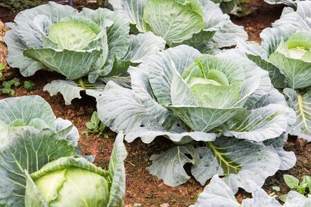 closeup fresh green cabbage in vegetable gardenの写真素材