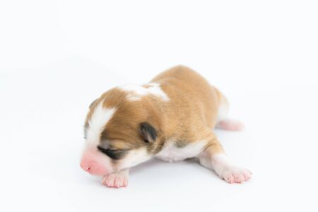 One day for newborn pup isolate on white backgroundの写真素材