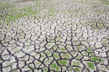 Plant green grass on cracked earth backgroundの写真素材