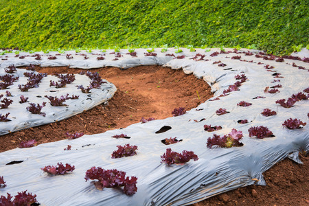 lettuce vegetables in field at Doi Ang Khang, Chiang Mai of Thailandの写真素材