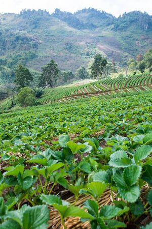 Strawberry garden at Doi Ang Khang, Chiang Mai of Thailandの写真素材