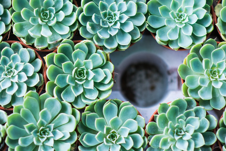 Arrangement miniature green succulent plants top viewの写真素材