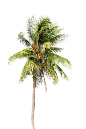 Coconut palm tree, Coco green leaves isolated on over white backgroundの写真素材