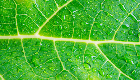 macro water drops on green leaf background textureの写真素材