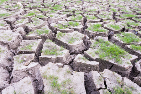 Plant green grass on cracked earth backgroundの写真素材