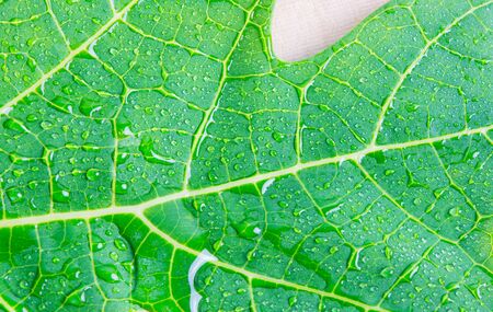 macro water drops on green leaf background textureの写真素材