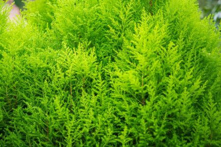 Green fern texture for you a backgroundの写真素材