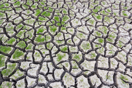 Plant green grass on cracked earth backgroundの写真素材