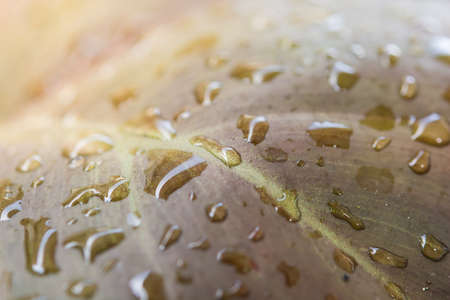 leaf with water drops for texture backgroundの写真素材