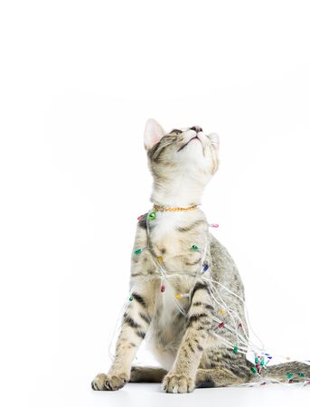 A cat bind wire lights for christmas on over white backgroundの写真素材