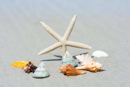 Beautiful starfish with sea beach of Thailandの写真素材