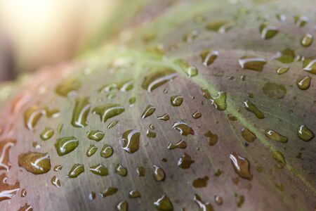 leaf with water drops for texture backgroundの写真素材
