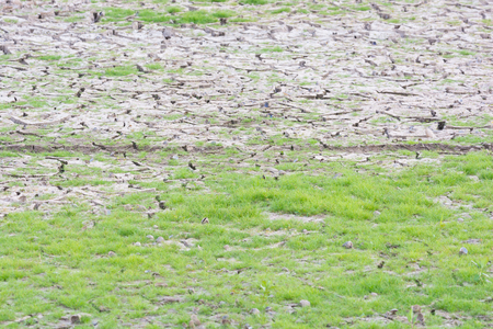 Plant green grass on cracked earth backgroundの写真素材