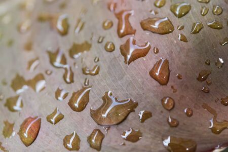 leaf with water drops for texture backgroundの写真素材