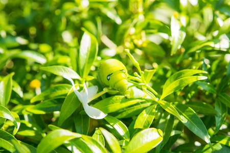 Green caterpillar pest eating on green leafの写真素材