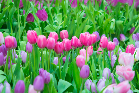Beautiful colorful Tulip flower on nature backgroundの写真素材