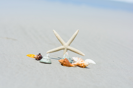 Beautiful starfish with sea beach of Thailandの写真素材