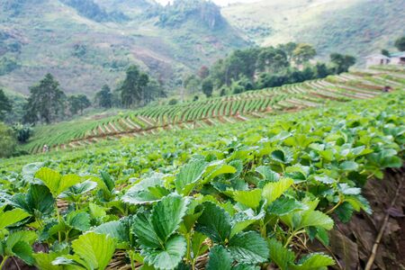 Strawberry garden at Doi Ang Khang, Chiang Mai of Thailandの写真素材