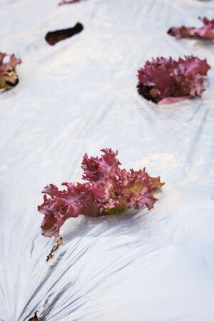 lettuce vegetables in field at Doi Ang Khang, Chiang Mai of Thailandの写真素材