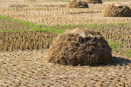 Straw rice fields after harvest of Thailandの写真素材