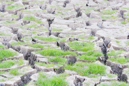Plant green grass on cracked earth backgroundの写真素材